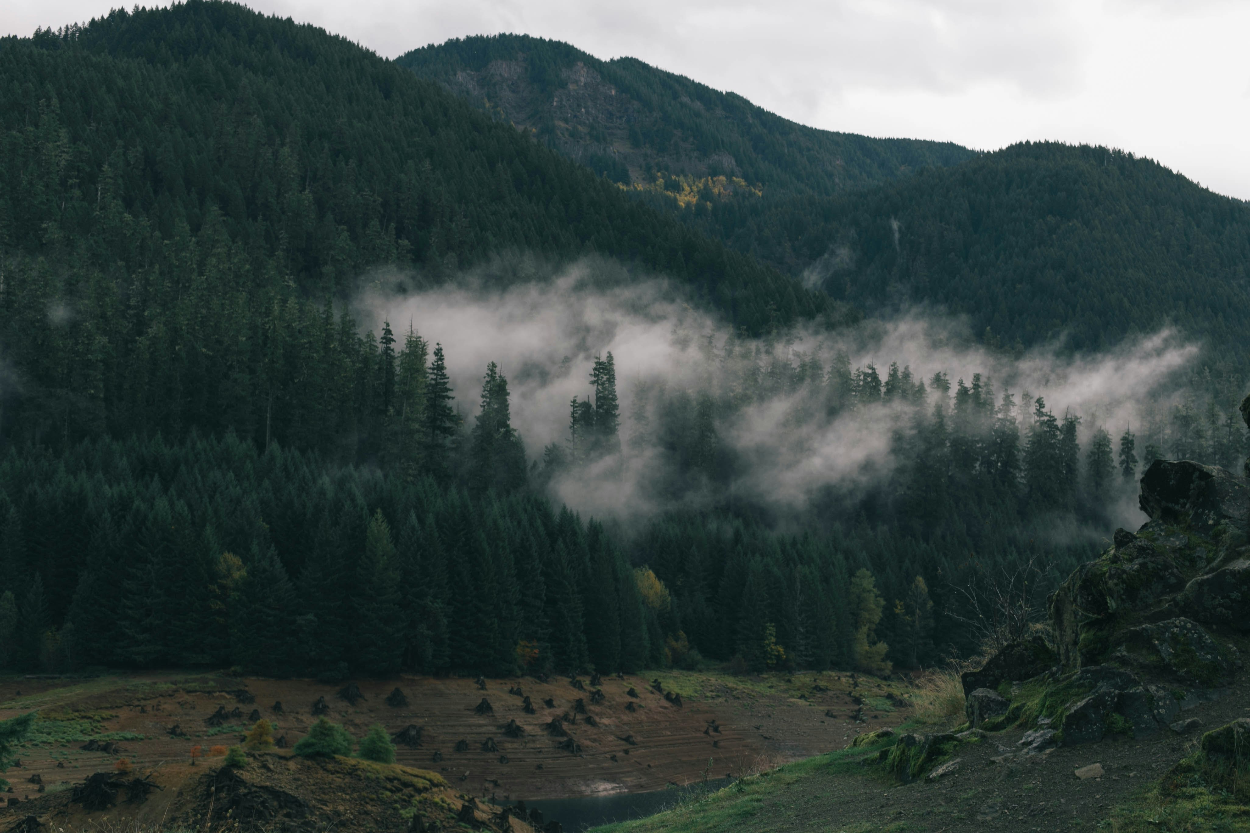 mist covered forest